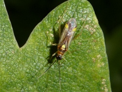 Campyloneura virgula